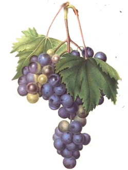 a picture of grapes